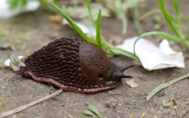 yaklaşan slug