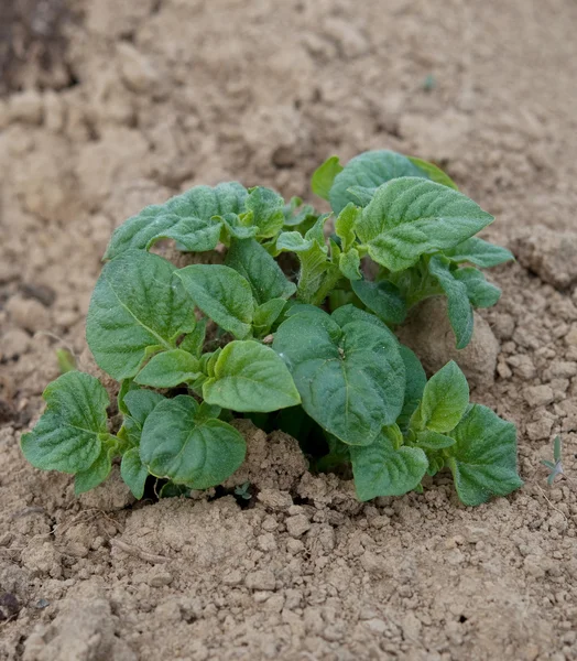 Växten av potatis — Stockfoto