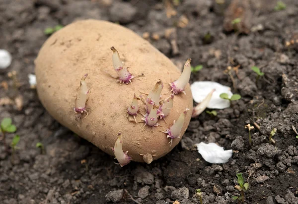 A batata está na terra. — Fotografia de Stock
