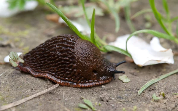Yaklaşan slug — Stok fotoğraf