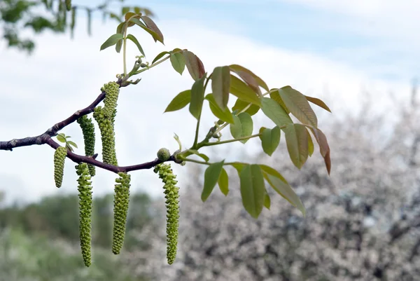 stock image Flower of walnut