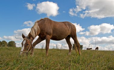 at sahada grazes.