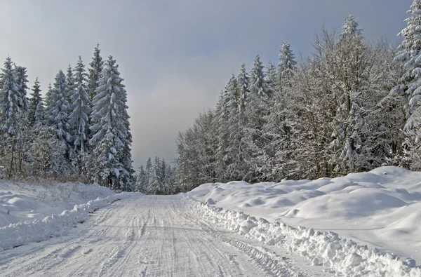 Стежка в зимовому лісі — стокове фото