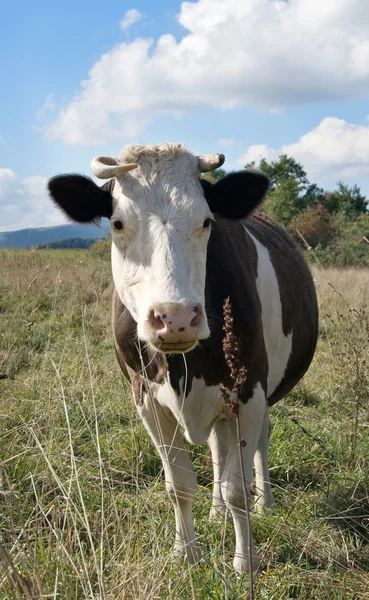 Cow is on meadow — Stock Photo, Image