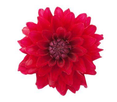 kırmızı gerbera