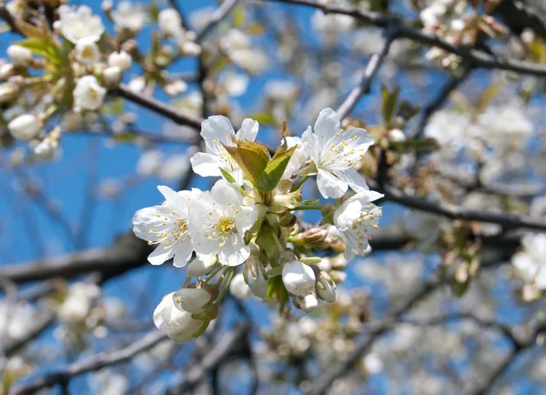 Våren blomning — Stockfoto