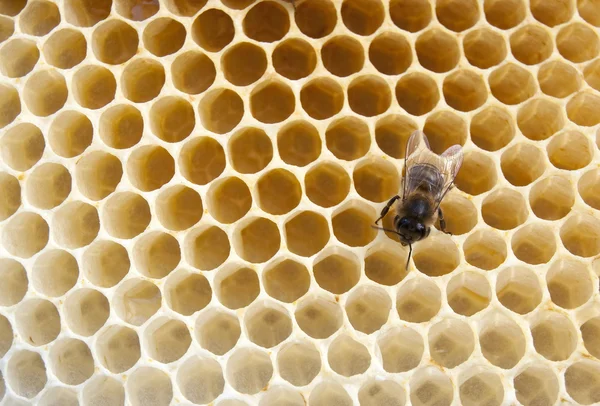 Abeille remplit nids d'abeilles — Photo