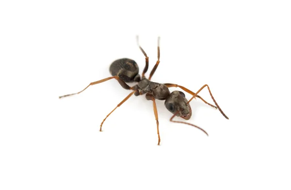 Big forest ant — Stock Photo, Image