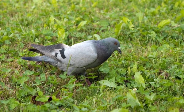Pigeon in grass — Stock Photo, Image
