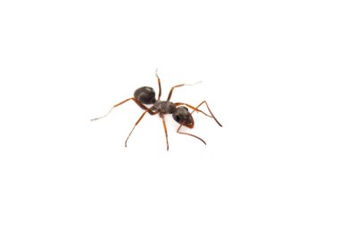 Ants isolated clipart