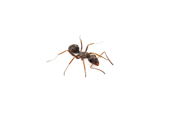 stock image Ants isolated