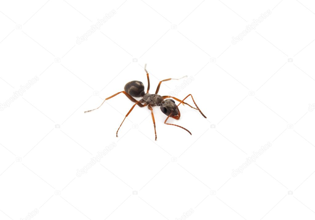 Ants isolated