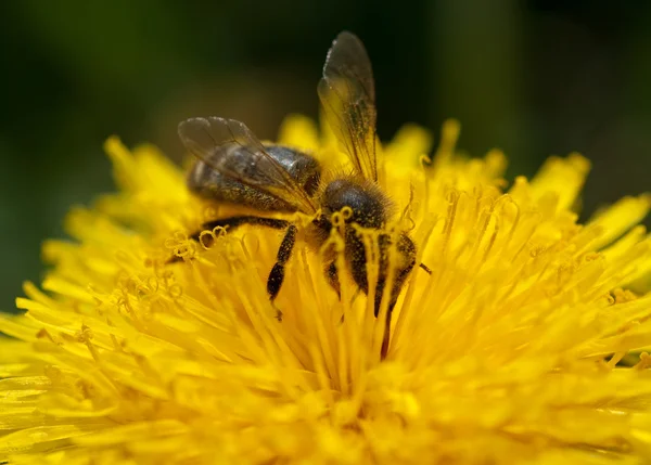 Biene sammelt — Stockfoto