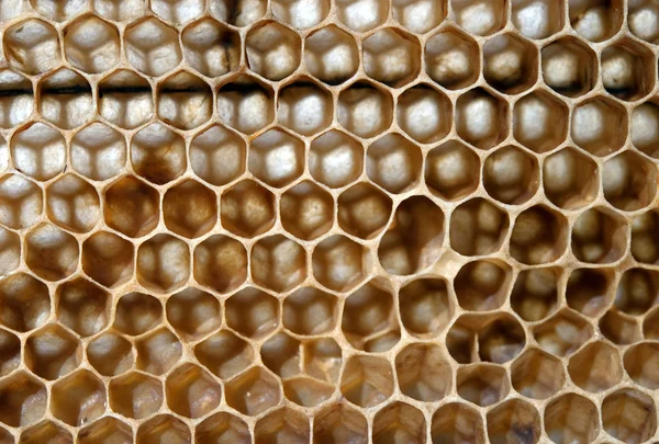 蜜蜂蜂窝 — 图库照片