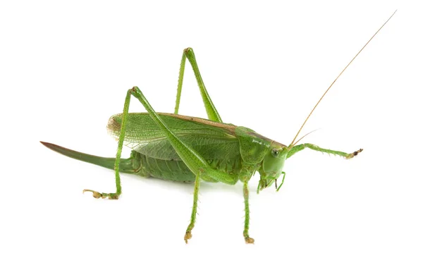 Locust isolated — Stock Photo, Image