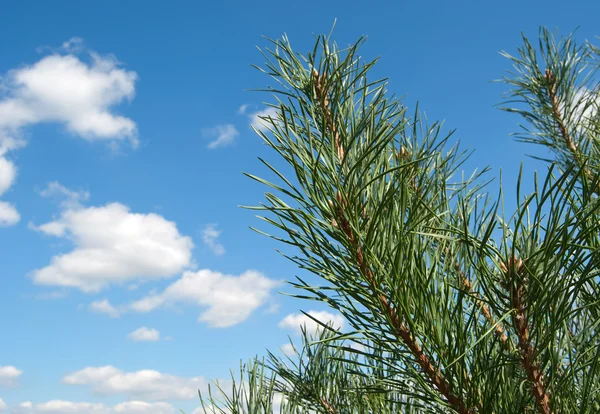 松树在蓝蓝的天空上 — 图库照片