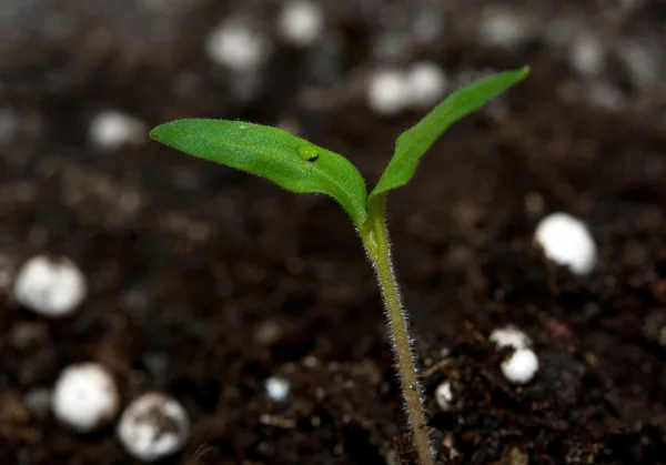 Plant growing from soil — Stock Photo, Image