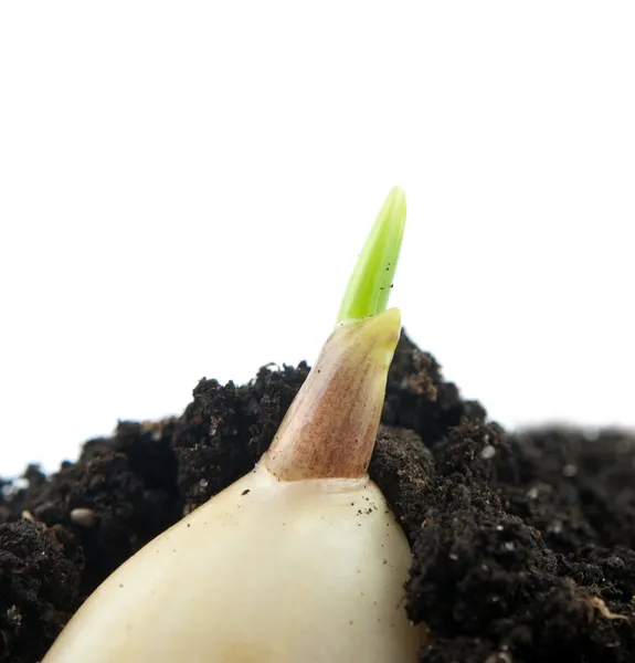 Φυτό του σκόρδου — Φωτογραφία Αρχείου