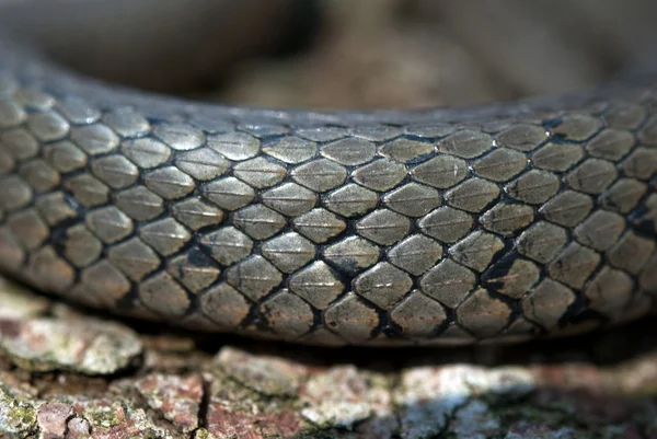 Hadí kůže pozadí — Stock fotografie