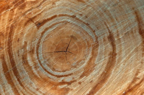 Texture dell'albero — Foto Stock