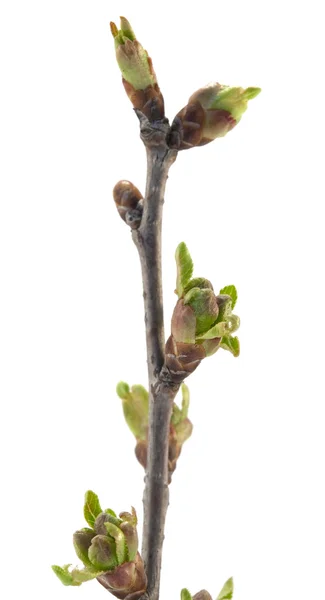 木の若い芽 — ストック写真