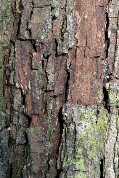 Bark tree com musgo — Fotografia de Stock