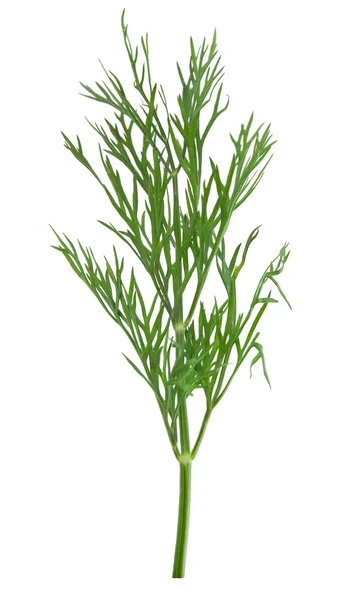 Leaf of green dill — Stock Photo, Image