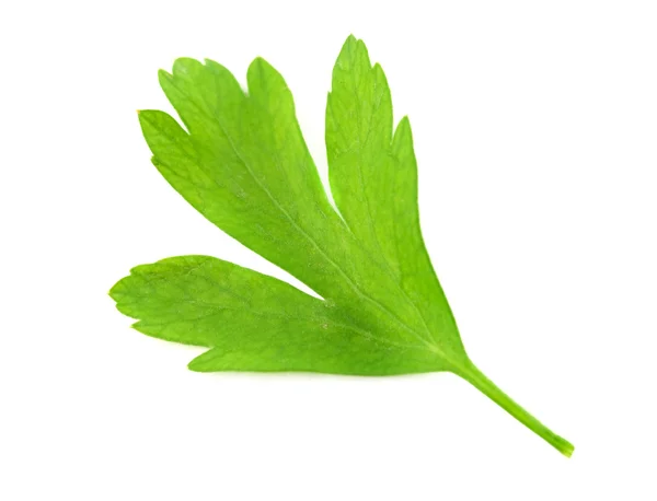 Leaf of parsley isolated — Stock Photo, Image