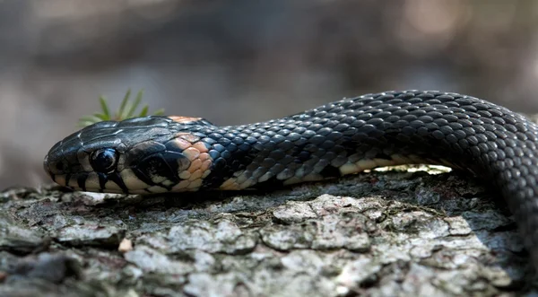 Napozó kígyó — Stock Fotó
