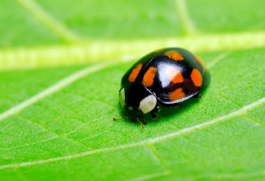 Ladybug clipart