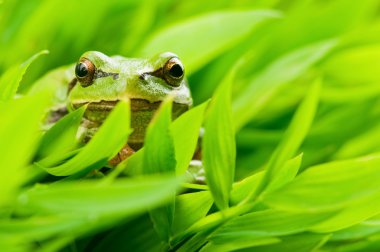 Treefrog clipart