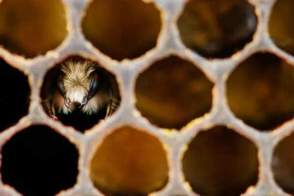Peineta de abeja —  Fotos de Stock