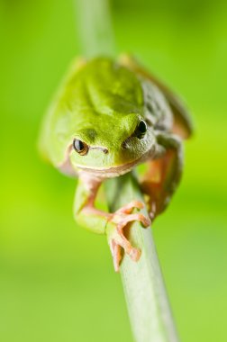 Treefrog