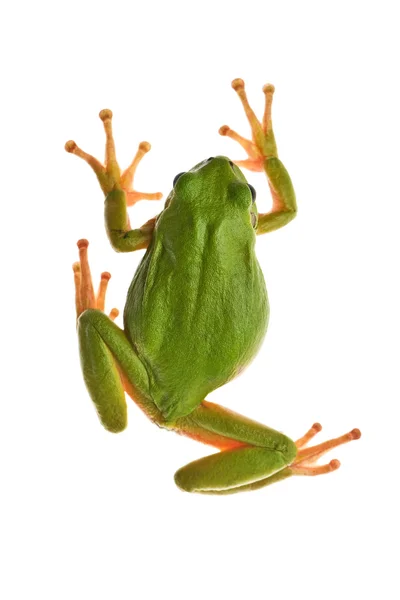 Treefrog — Stockfoto