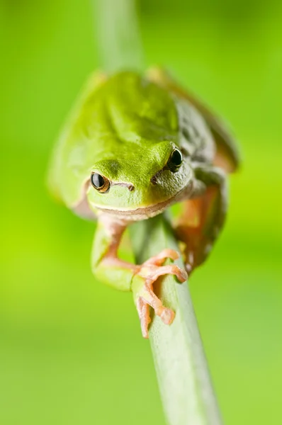 Baumkronen — Stockfoto