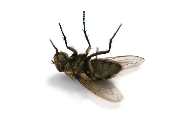 Deadfly — стоковое фото