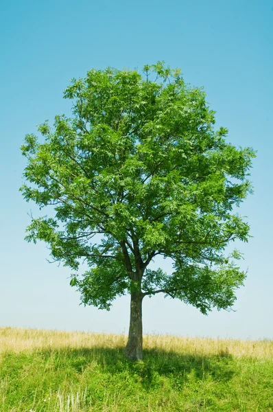 Stock image Tree