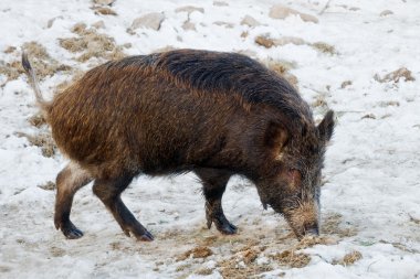 Wildboar