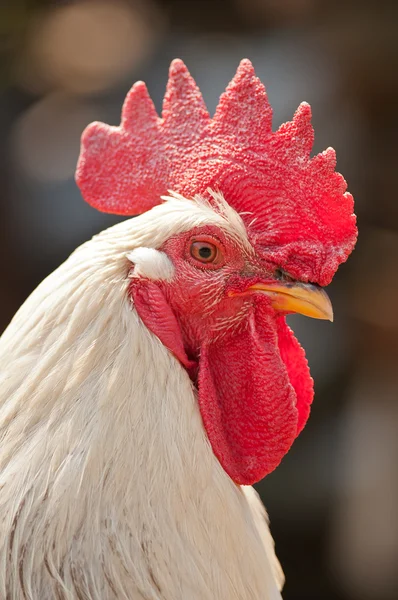 Ayam jantan — Stok Foto