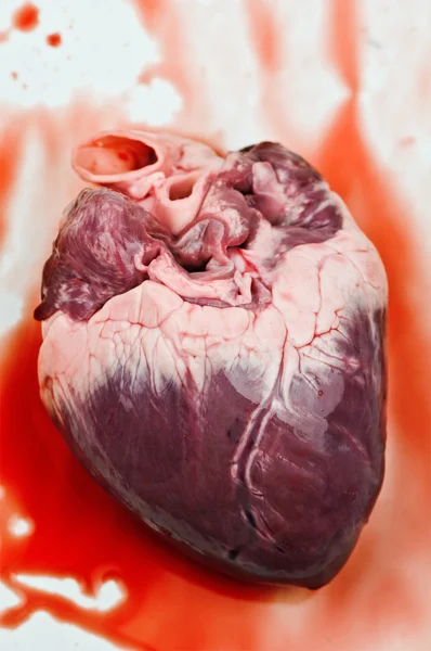 Hjärta — Stockfoto