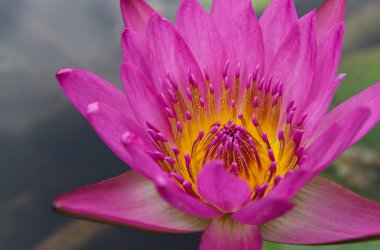 pembe lotus