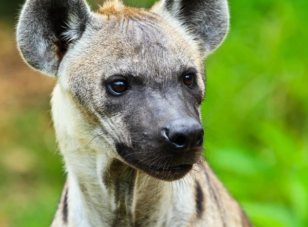 Hyena closeup — Stock fotografie