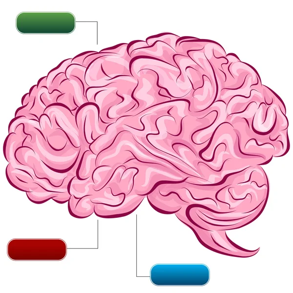 Human Brain Diagram — Stock Vector