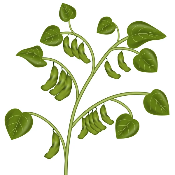 Φυτό σόγιας — Διανυσματικό Αρχείο