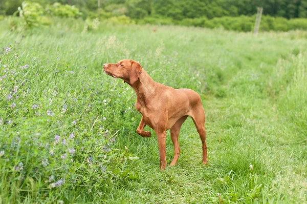 Vizsla psa (węgierski wskaźnik) wskazując w polu — Zdjęcie stockowe