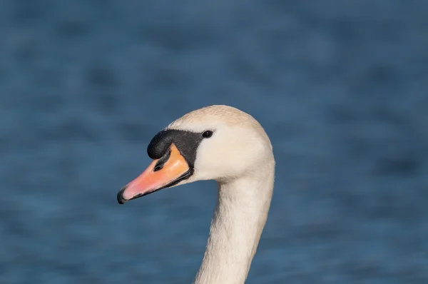 MUTE Swan (Cygnus olor) på en damm — Stockfoto