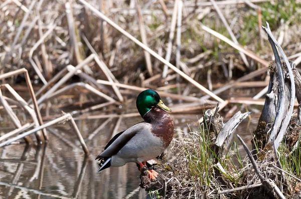 Canard colvert mâle dans un étang — Photo