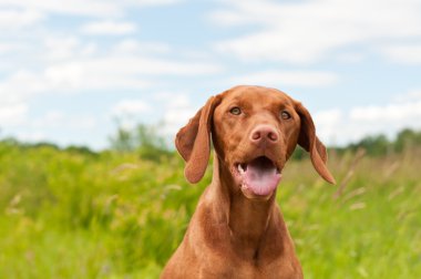 Vizsla köpek (Macar işaretçisi) portre