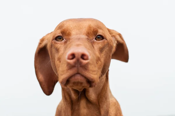 Ernstige op zoek Hongaarse vizsla hond close-up — Stockfoto