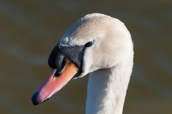 Cisne mudo (Cygnus olor) em um lago — Fotografia de Stock